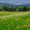 Wildflower-meadows-near-hawes0105
