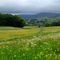 Wildflower-meadows-near-hawes0106