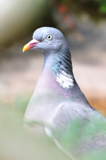 Pigeon portrait von grimauxjordan