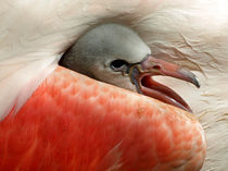 Flamingoküken von Dagmar Laimgruber