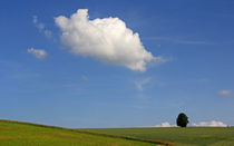 Baum mit Wolke by Wolfgang Dufner