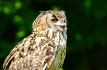 Owl in thought von Pravine Chester