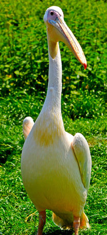 Pelican by Pravine Chester