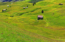Blumenwiesen in den Dolomiten by Wolfgang Dufner