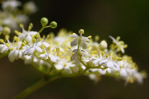 Holunderblüte - Elderflower von ropo13