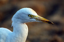 Potrait of an Egret by Pravine Chester