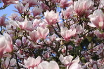 Magnolienbaum mit rosa Blüten von alsterimages