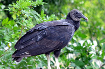 Black Vulture by Pravine Chester