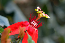 Exotic Flower by Pravine Chester