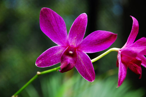 Orchid4621
