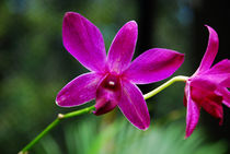 Orchids von Pravine Chester