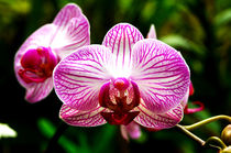 Moth Orchid von Pravine Chester