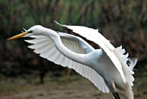 Egret Taking off by Pravine Chester