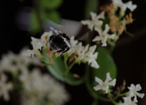 Bee by emanuele molinari