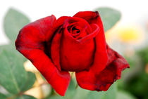 Red Rose von Pravine Chester