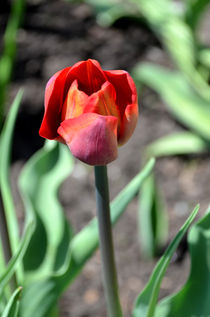 Tulip in Bloom by Pravine Chester