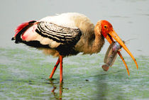 Painted Stork Feeding by Pravine Chester