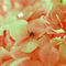'hydrangea petals (Strawberries&cream)' von rosanna zavanaiu