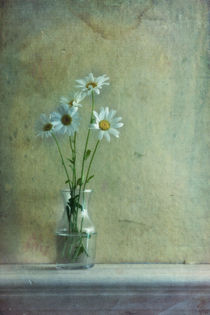 simply daisies by Priska  Wettstein