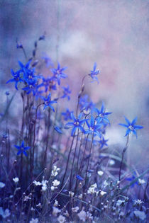 bluebell heaven by Priska  Wettstein