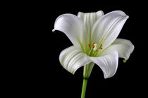 Madonna Lily by Guy Miller