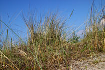 Gras in den Dünen - Grass in the dunes von ropo13