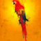Scarlet-macaw-gold