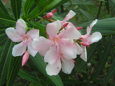 Flower-3-pink