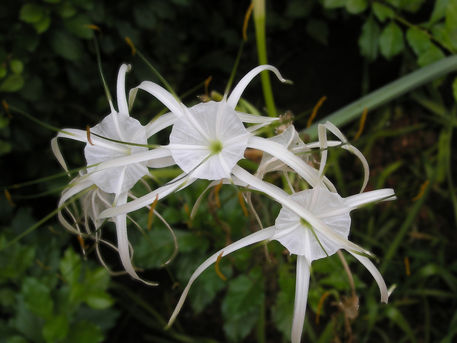 Flower-5-white