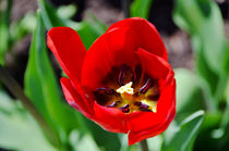 Tulip  von Pravine Chester
