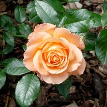 Rosenblüte von lorenzo-fp