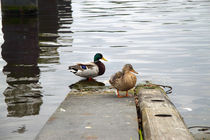 Enten - Ducks by ropo13