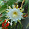 Cactusflower1834