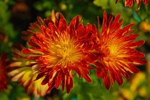 Chrysanthemum by Pravine Chester