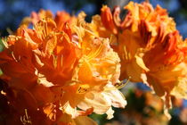 Orangefarbener Rhododendron von alsterimages