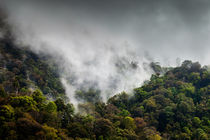 Misty Rain Forest von David Pinzer