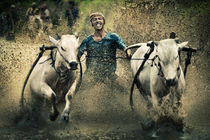 'Bull Race' von David Pinzer