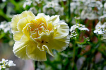 Carnations by Pravine Chester