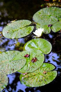 Lily Pad by Bianca Baker