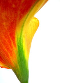 Calla-Colors by Kerstin Runge