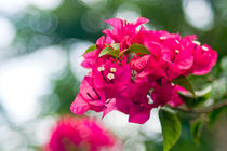 Bougainvillea - Red bunch of flowers by reorom