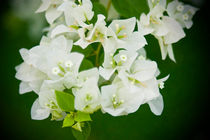 Bougainvillea - White bunch of flowers von reorom