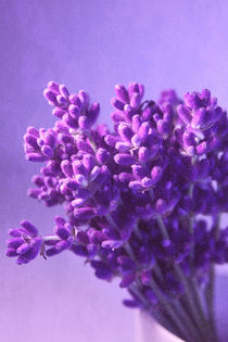 Lavendel von Christine Bässler
