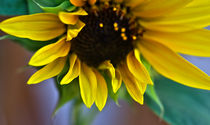 sun flower by emanuele molinari