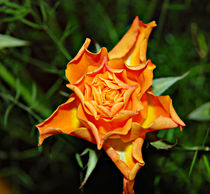 Yellow Rose von Pravine Chester