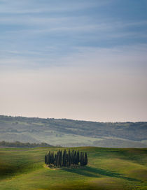 Italian Cypress Trees by Russell Bevan Photography