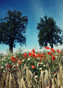 Mohnblumen im Kornfeld Landschaftsbild von Falko Follert von Falko Follert