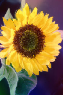 Sunflower von Christine Bässler