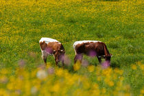 Happy cows by Iryna Mathes