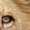 Lion-eye-2872